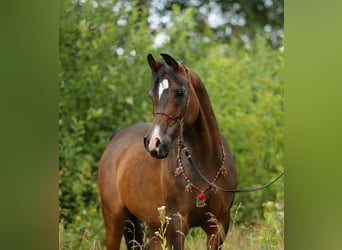 Koń czystej krwi arabskiej, Klacz, 10 lat, 150 cm, Ciemnogniada