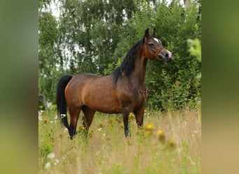 Koń czystej krwi arabskiej, Klacz, 10 lat, 150 cm, Ciemnogniada