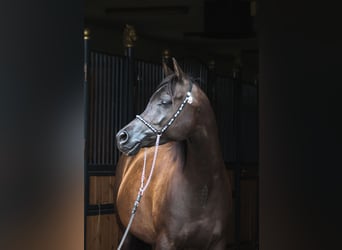 Koń czystej krwi arabskiej, Klacz, 10 lat, 152 cm, Kara
