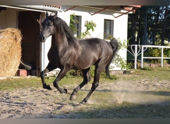 Koń czystej krwi arabskiej, Klacz, 10 lat, 153 cm, Kara