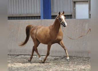 Koń czystej krwi arabskiej, Klacz, 10 lat, 153 cm, Kasztanowata