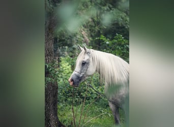 Koń czystej krwi arabskiej, Klacz, 10 lat, 154 cm, Siwa