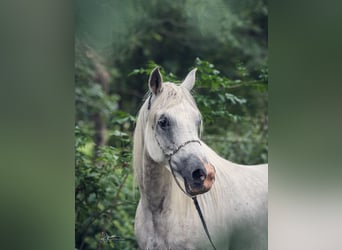 Koń czystej krwi arabskiej, Klacz, 10 lat, 154 cm, Siwa