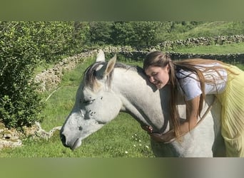 Koń czystej krwi arabskiej, Klacz, 10 lat, 155 cm, Siwa w hreczce