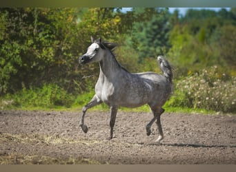 Koń czystej krwi arabskiej, Klacz, 10 lat, 156 cm, Siwa