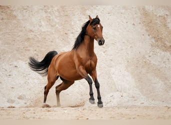 Koń czystej krwi arabskiej, Klacz, 10 lat, 157 cm