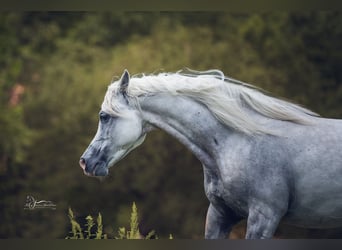 Koń czystej krwi arabskiej, Klacz, 10 lat, Siwa