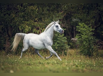 Koń czystej krwi arabskiej, Klacz, 10 lat, Siwa