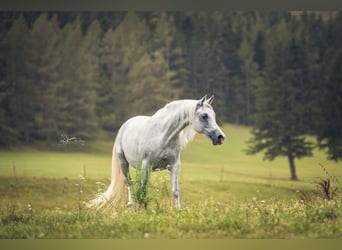 Koń czystej krwi arabskiej, Klacz, 10 lat, Siwa