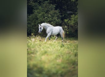 Koń czystej krwi arabskiej, Klacz, 10 lat, Siwa