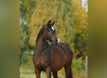 Koń czystej krwi arabskiej, Klacz, 11 lat, 150 cm, Ciemnogniada