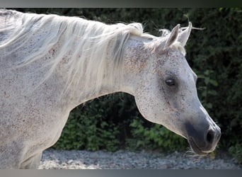 Koń czystej krwi arabskiej, Klacz, 11 lat, 151 cm, Siwa