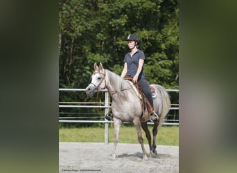 Koń czystej krwi arabskiej, Klacz, 11 lat, 152 cm, Siwa