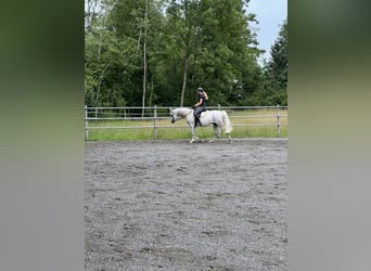Koń czystej krwi arabskiej, Klacz, 11 lat, 152 cm, Siwa