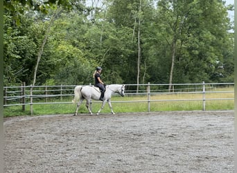 Koń czystej krwi arabskiej, Klacz, 11 lat, 152 cm, Siwa