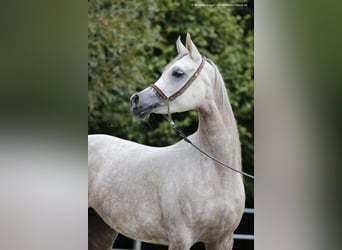 Koń czystej krwi arabskiej, Klacz, 11 lat, 152 cm, Siwa