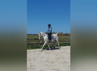 Koń czystej krwi arabskiej, Klacz, 11 lat, 155 cm, Siwa