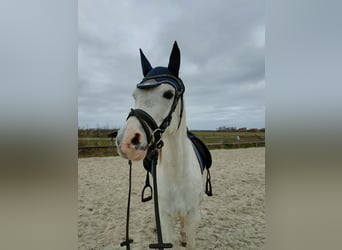 Koń czystej krwi arabskiej, Klacz, 11 lat, 155 cm, Siwa