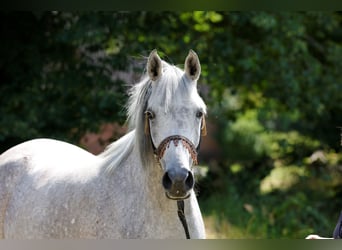 Koń czystej krwi arabskiej, Klacz, 11 lat, 155 cm, Siwa