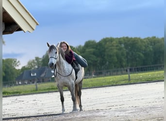 Koń czystej krwi arabskiej, Klacz, 12 lat, 146 cm, Siwa