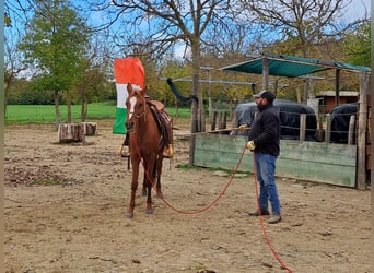 Koń czystej krwi arabskiej, Klacz, 12 lat, 150 cm, Kasztanowata