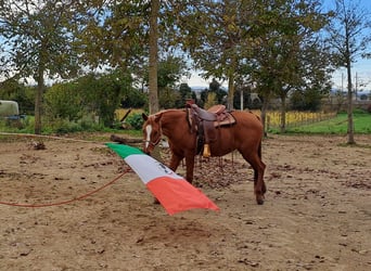 Koń czystej krwi arabskiej, Klacz, 12 lat, 150 cm, Kasztanowata