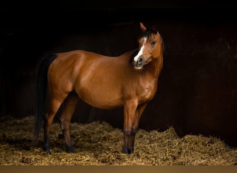 Koń czystej krwi arabskiej, Klacz, 12 lat, 153 cm, Gniada