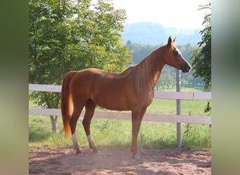 Koń czystej krwi arabskiej, Klacz, 12 lat, 153 cm, Kasztanowata