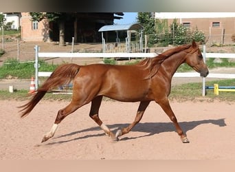 Koń czystej krwi arabskiej, Klacz, 12 lat, 153 cm, Kasztanowata