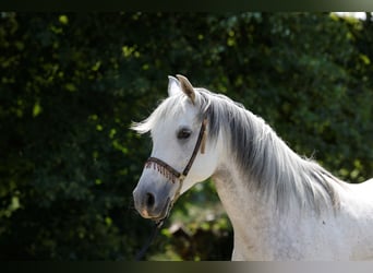 Koń czystej krwi arabskiej, Klacz, 12 lat, 153 cm, Siwa
