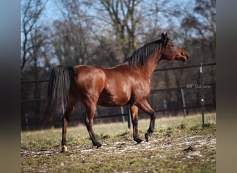 Koń czystej krwi arabskiej, Klacz, 12 lat, 155 cm, Gniada