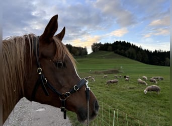 Koń czystej krwi arabskiej, Klacz, 12 lat, 156 cm, Kasztanowata