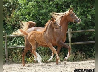 Koń czystej krwi arabskiej, Klacz, 12 lat, 156 cm, Kasztanowata