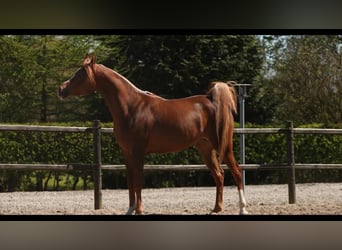 Koń czystej krwi arabskiej, Klacz, 12 lat, 156 cm, Kasztanowata