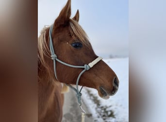 Koń czystej krwi arabskiej, Klacz, 12 lat, 156 cm, Kasztanowata