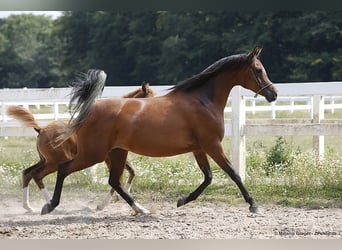 Koń czystej krwi arabskiej, Klacz, 12 lat, 158 cm, Gniada