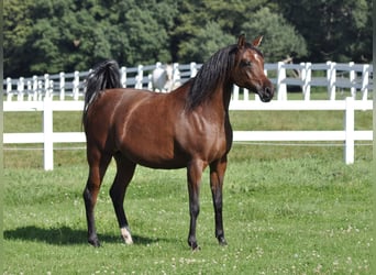 Koń czystej krwi arabskiej, Klacz, 12 lat, 158 cm, Gniada