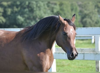 Koń czystej krwi arabskiej, Klacz, 12 lat, 158 cm, Gniada