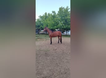 Koń czystej krwi arabskiej, Klacz, 12 lat, 158 cm, Gniada