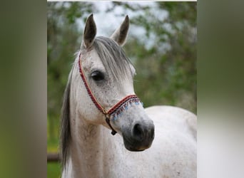 Koń czystej krwi arabskiej, Klacz, 12 lat, 158 cm, Siwa w hreczce