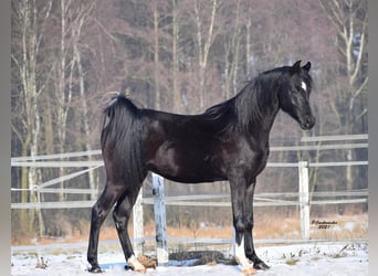 Koń czystej krwi arabskiej, Klacz, 12 lat, Ciemnogniada