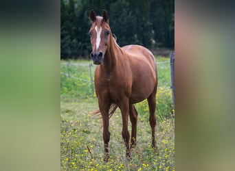 Koń czystej krwi arabskiej, Klacz, 13 lat, 150 cm, Kasztanowata