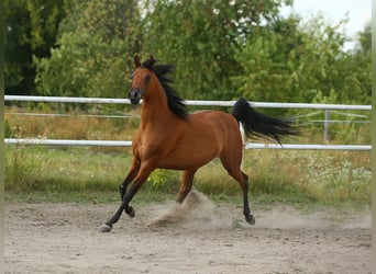 Koń czystej krwi arabskiej, Klacz, 13 lat, 152 cm, Gniada