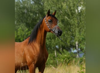 Koń czystej krwi arabskiej, Klacz, 13 lat, 152 cm, Gniada