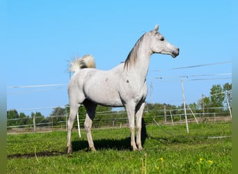 Koń czystej krwi arabskiej, Klacz, 13 lat, 152 cm, Siwa