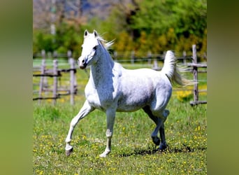 Koń czystej krwi arabskiej, Klacz, 13 lat, 152 cm, Siwa w hreczce