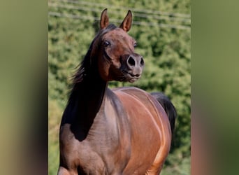 Koń czystej krwi arabskiej, Klacz, 14 lat, 153 cm, Skarogniada