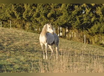 Koń czystej krwi arabskiej, Klacz, 15 lat, 150 cm, Siwa jabłkowita