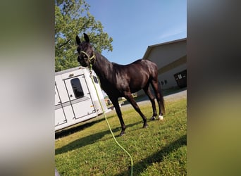 Koń czystej krwi arabskiej, Klacz, 15 lat, 152 cm, Kara