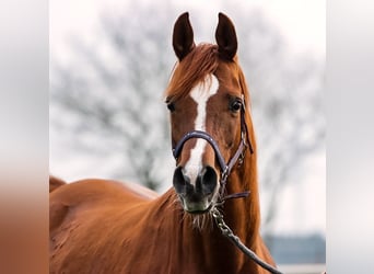 Koń czystej krwi arabskiej, Klacz, 15 lat, 154 cm, Kasztanowata